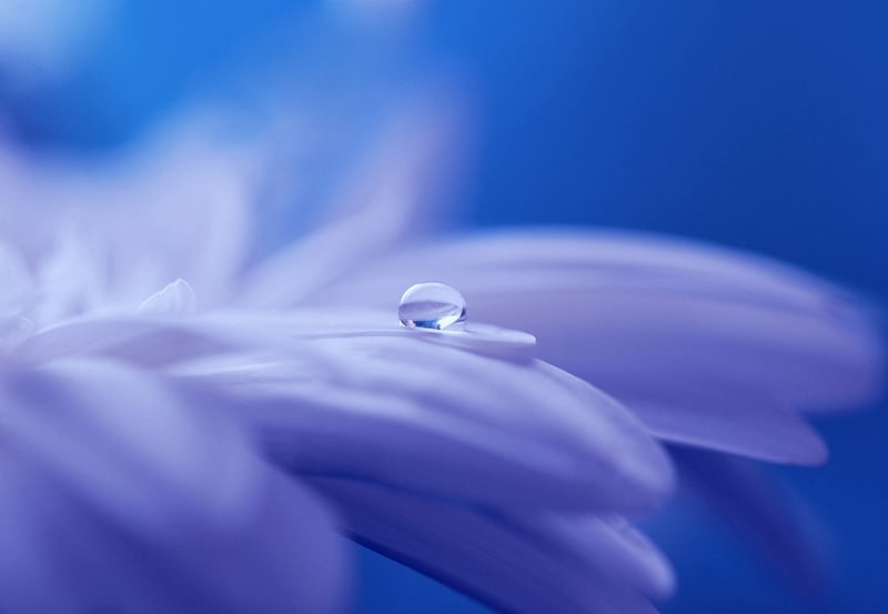 Veiled Whispers